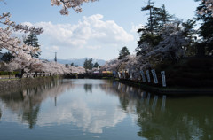 お堀の桜