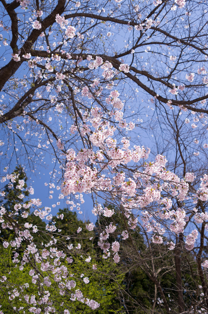 桜咲く