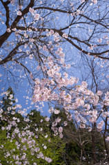 桜咲く