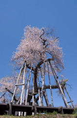 伊佐沢の久保桜