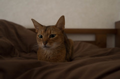 家のアイドル