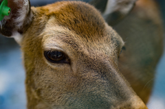 シカ / Deer