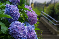 紫陽花 あじさい