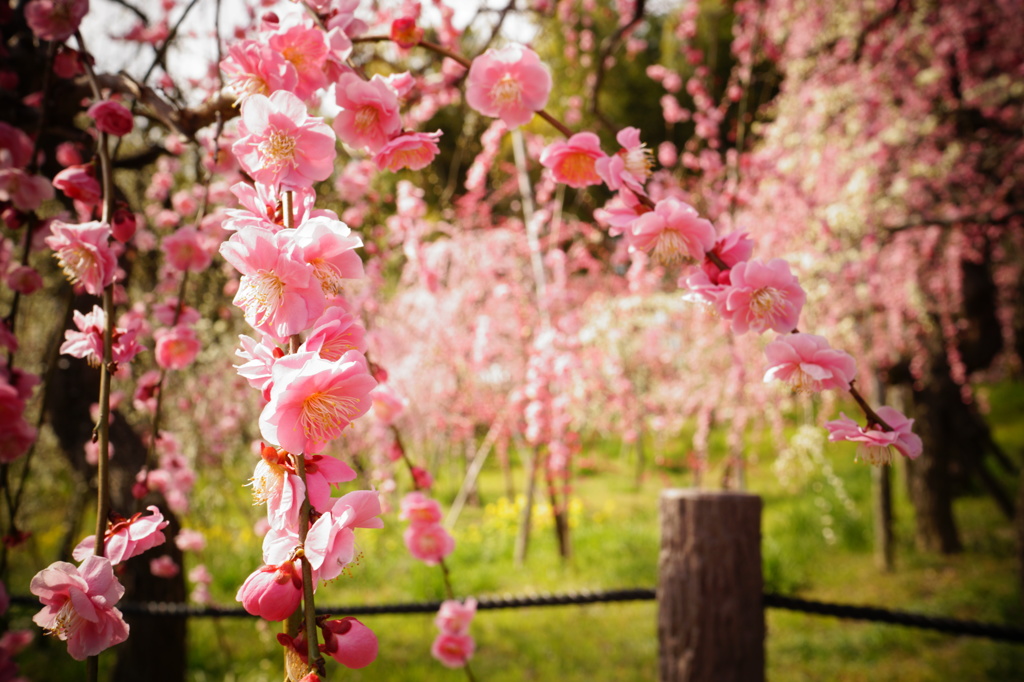 Weeping Plum