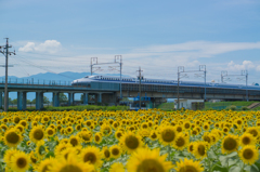 Sunflower & Shinkansen