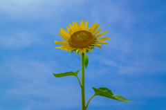 ひまわり / Sunflower