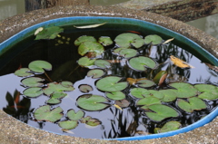 金魚鉢