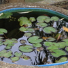 金魚鉢