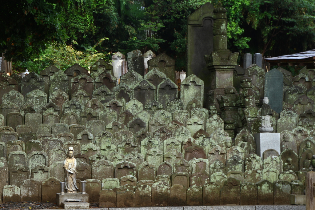 雨上がりの中山法華経寺３