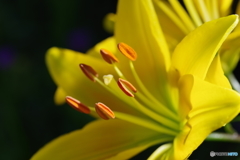 黄色い花１