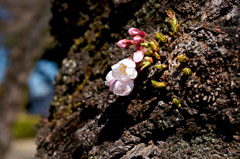 桜蕾