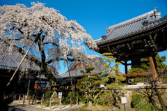 桜  犬山市 圓明寺