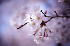 sakura