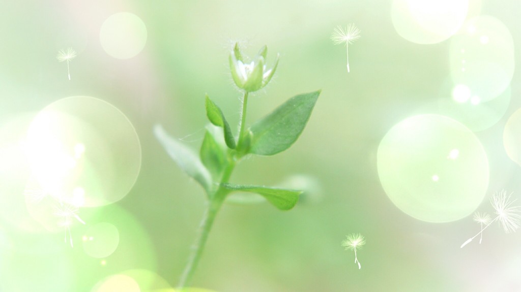 小さいお花も元気