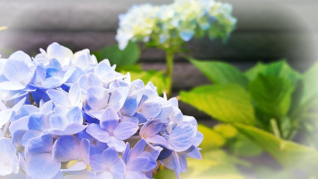 紫陽花＝梅雨…まぁいっかぁ~