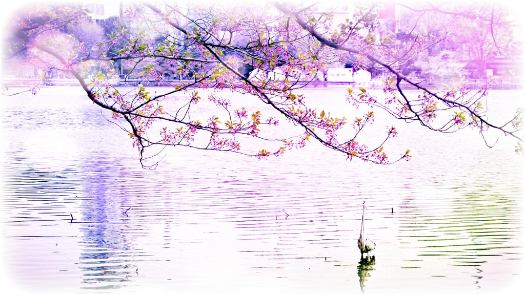 桜と鳥と池と…