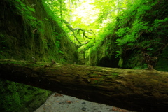 苔の回廊