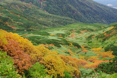 紅葉じゅうたん