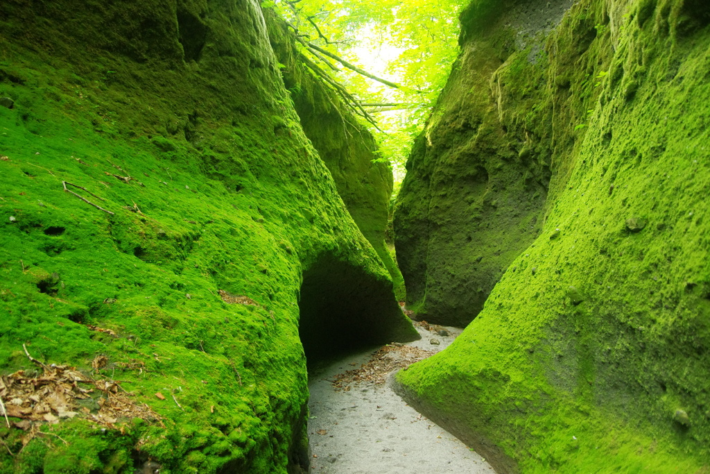 苔の回廊 by xyzJIN （ID：6908792） - 写真共有サイト:PHOTOHITO