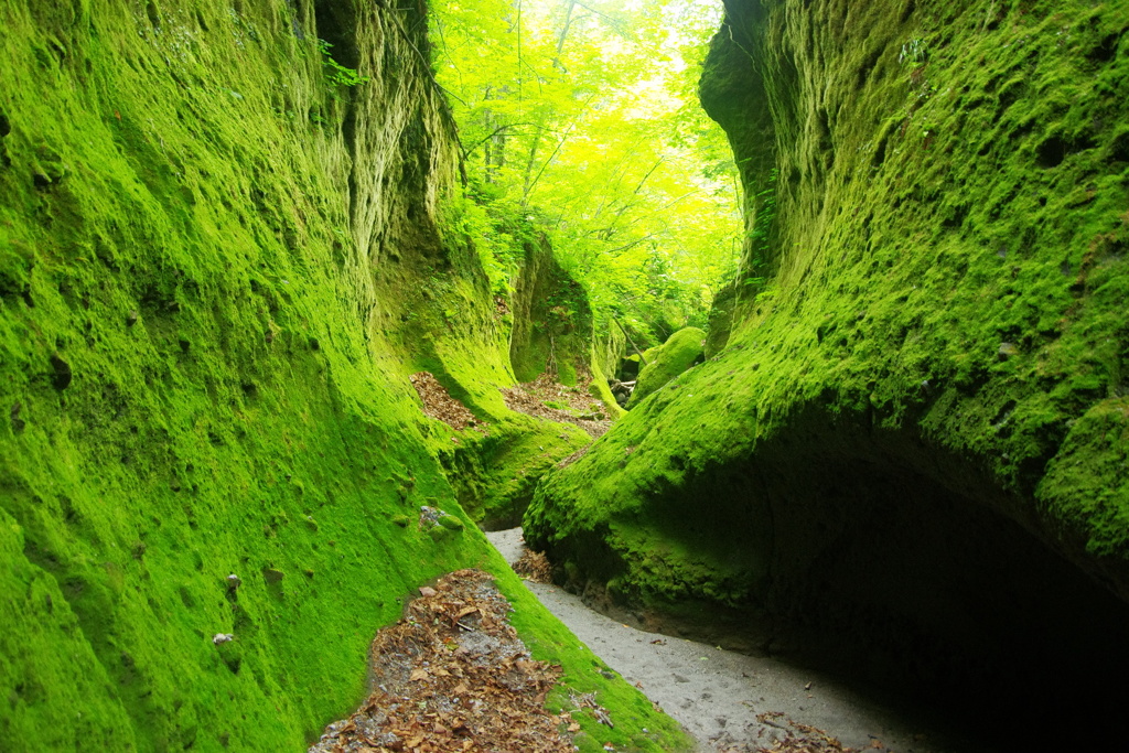 苔の回廊