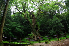 武雄の大楠