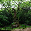 武雄の大楠
