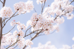 *sakura*