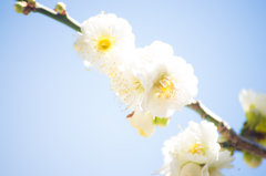 ume**