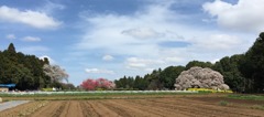 吉高の大桜