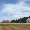 吉高の大桜