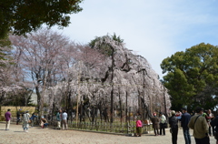 しだれ桜