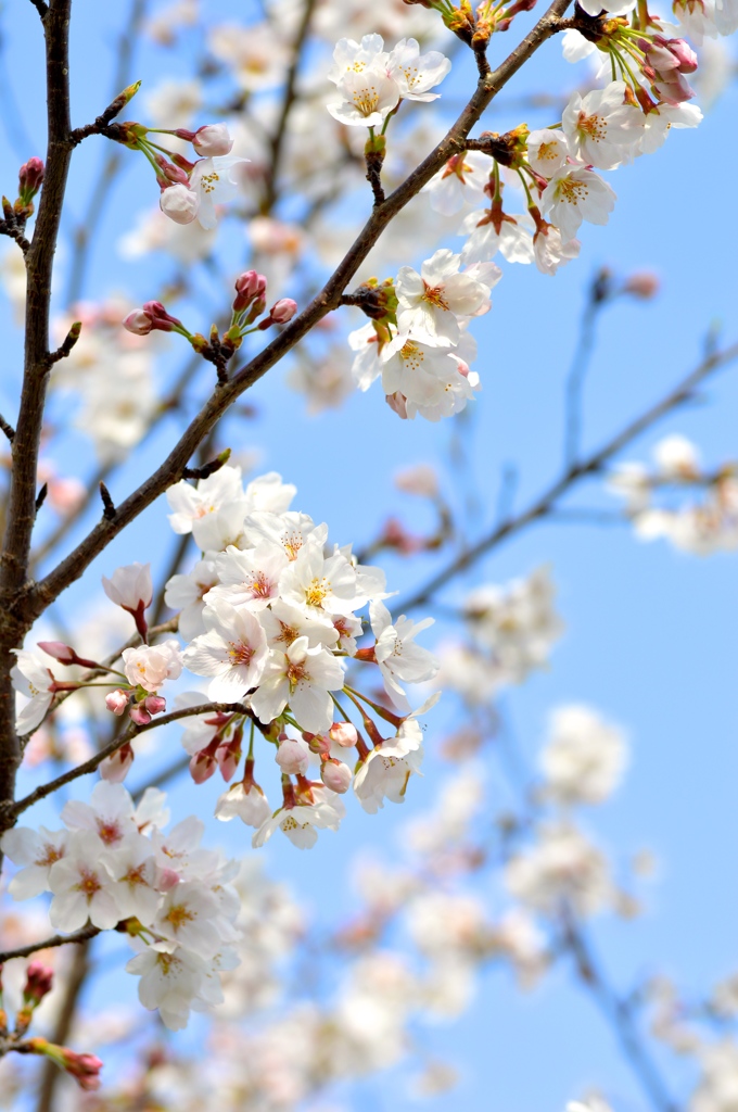 公園の桜