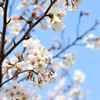 公園の桜