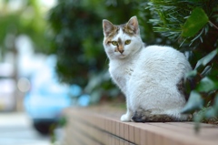 猫第一弾