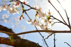 桜咲いてました！2