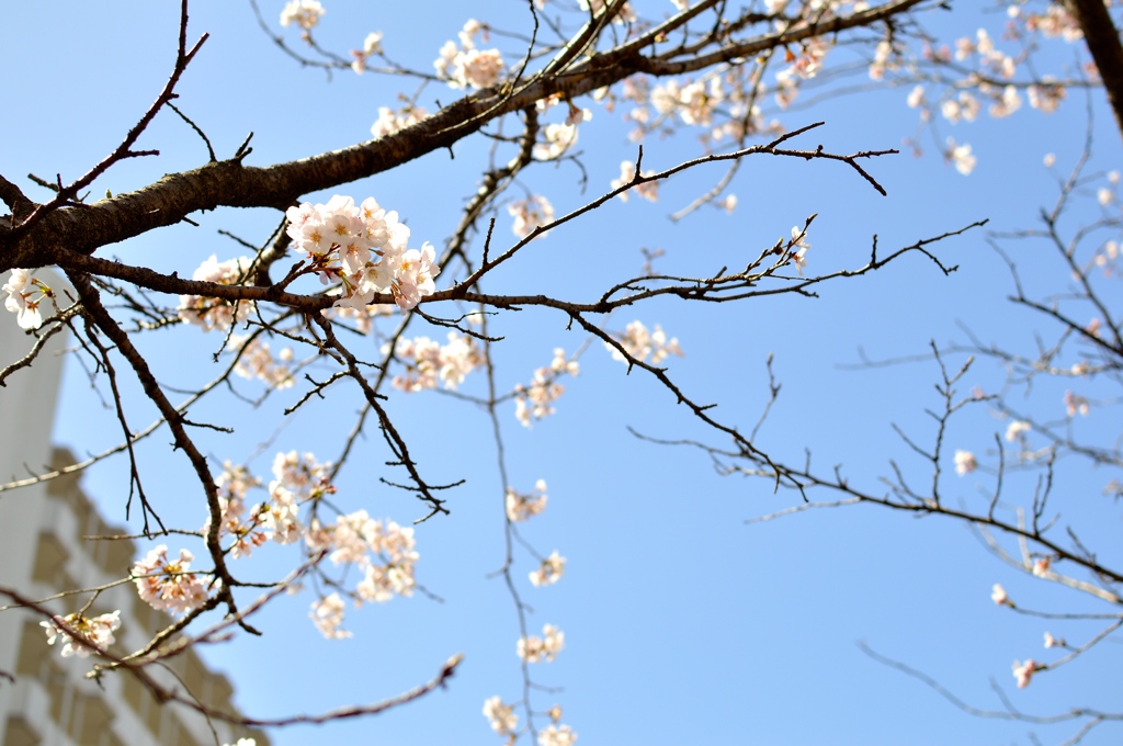 桜咲いてました！