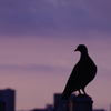 朝鳩