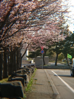 道端の桜（撮って出し）