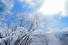 いろは坂の雪の華