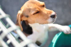 日向ぼっこ