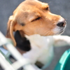 日向ぼっこ