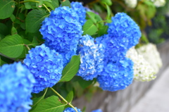 紫陽花