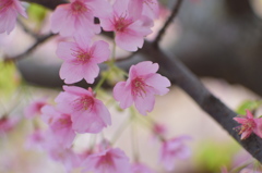 葉桜