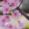 葉桜