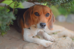 おばあちゃん家の犬
