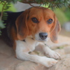 おばあちゃん家の犬