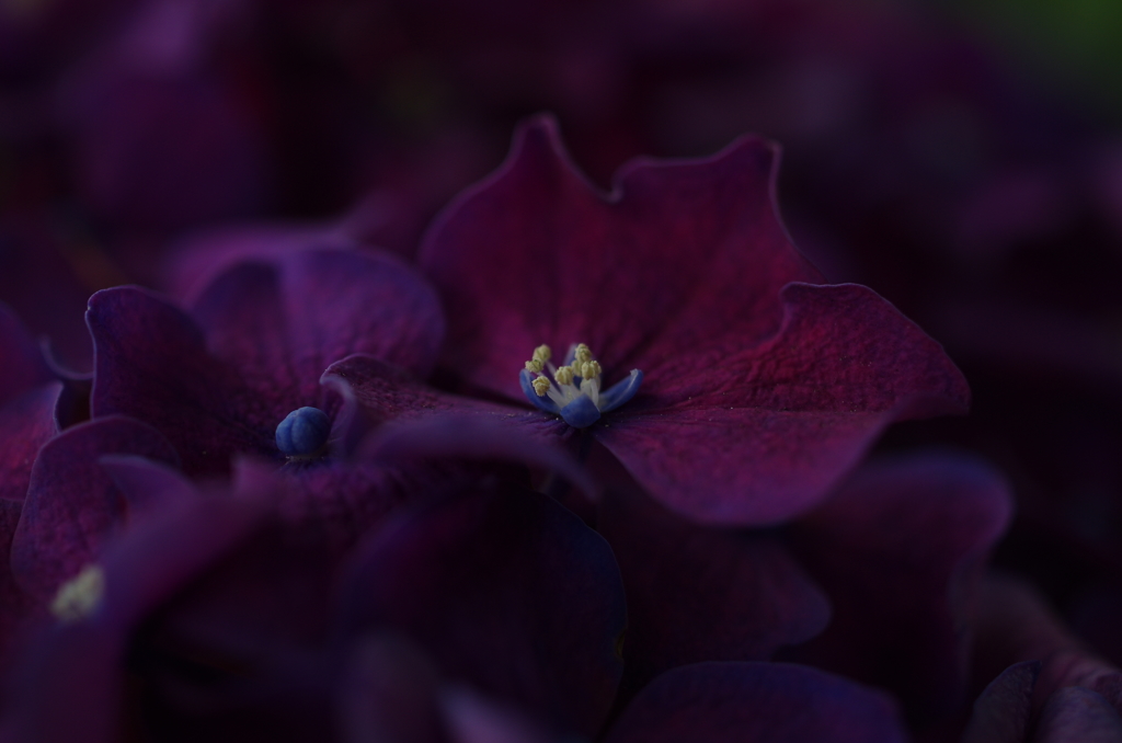 紫陽花はむらさき