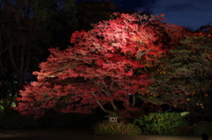 六義園　ライトアップ