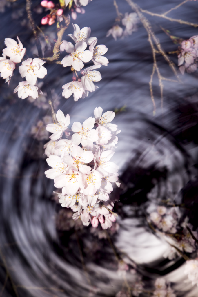 時をかける桜