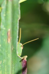シャイなバッタ